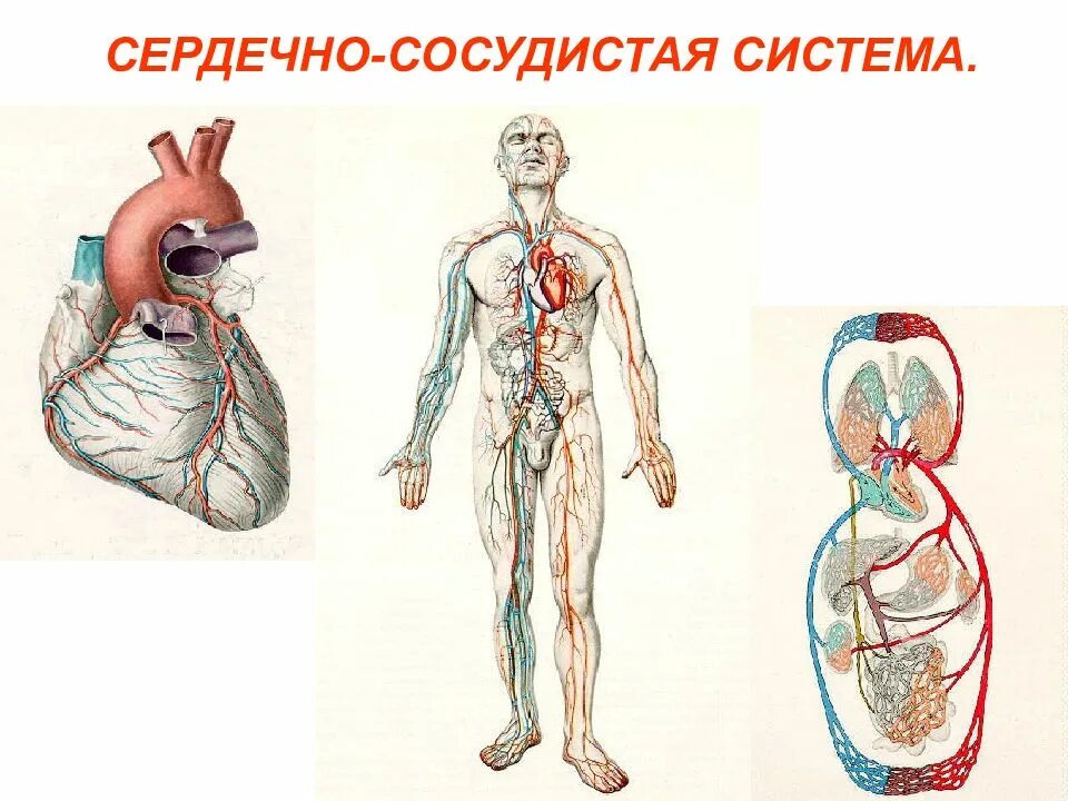 Сердечно сосудистая система организма человека. Сердечно-сосудистая система человека. ссс сердечно сосудистая система. сердечно-сосудистая система состоит из. сердечнососудистая состема человек.