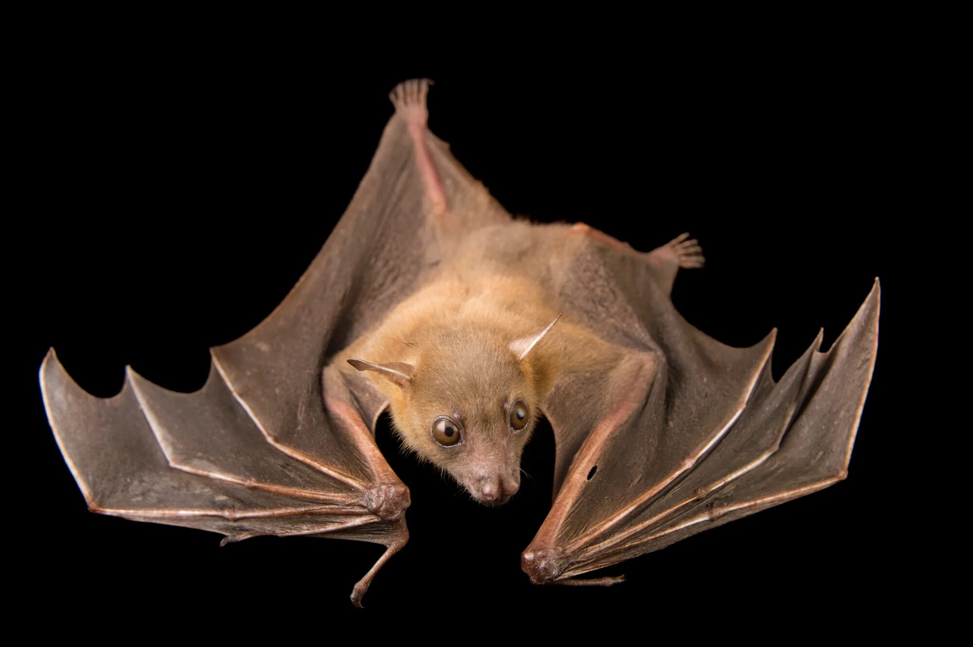 Bin bat. Bin bat. Сумчатая летучая мышь. Bin bat. Cynopterus летучие мыши.