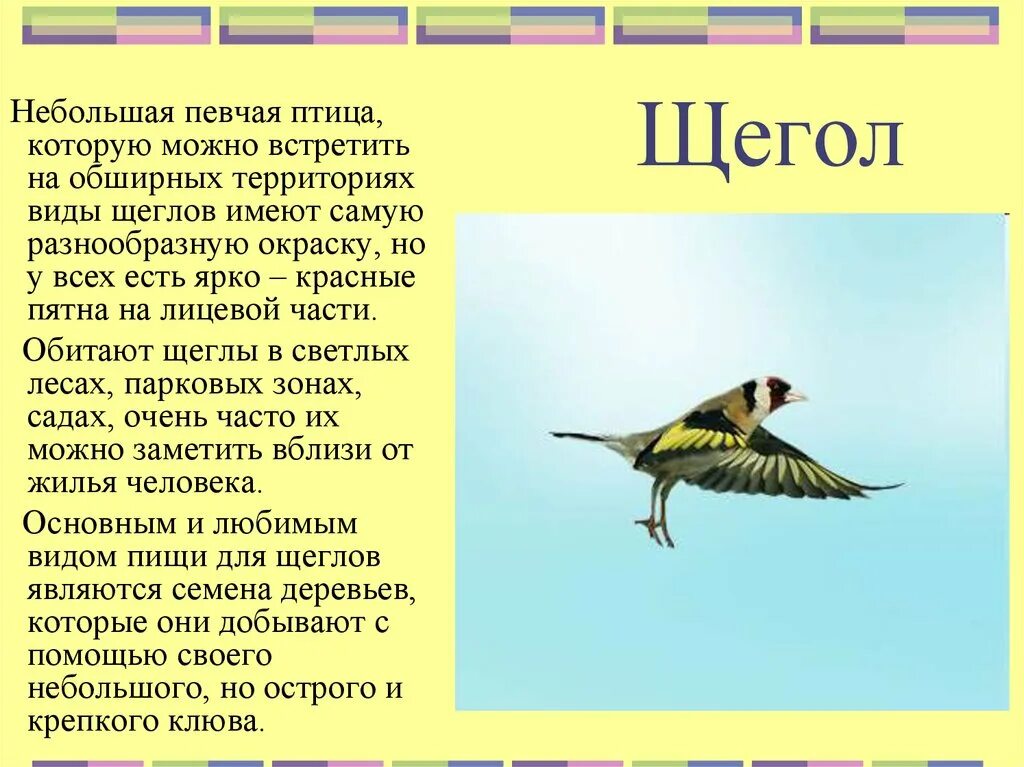 Описание птиц. Сообщение о птицах. Краткая информация о Щегле. Певчие птицы щегол.