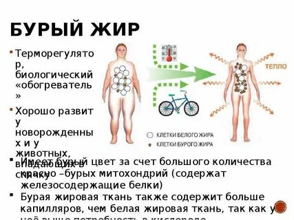 Бурая жировая
