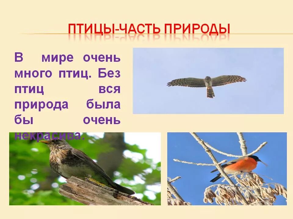 Что будет без птиц. Птицы как часть природы. Птица без. Птицы важная часть природы.