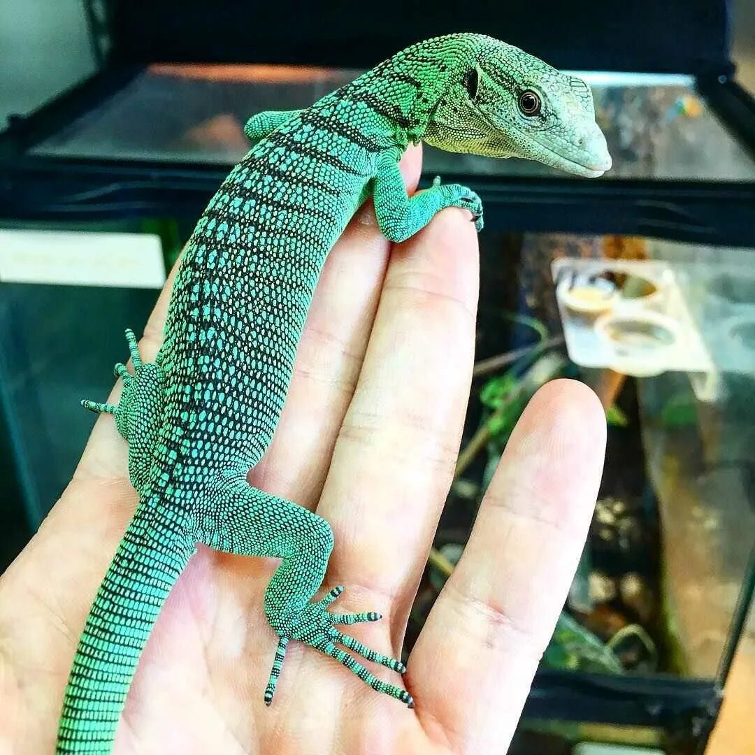 Эублефар и хамелеон. Ящерицы для домашнего содержания. Интересные рептилии. Карликовая агама. Ящерица геккон эублефар.