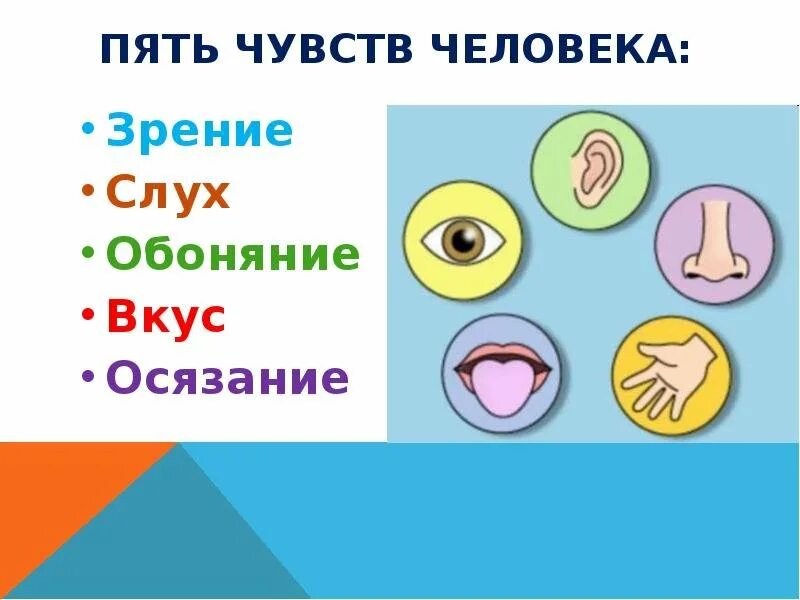 Органы чувств появились у. Органы чувств человека. Пять органов чувств. 5 Чувств человека. 5 Основных органов чувств человека.