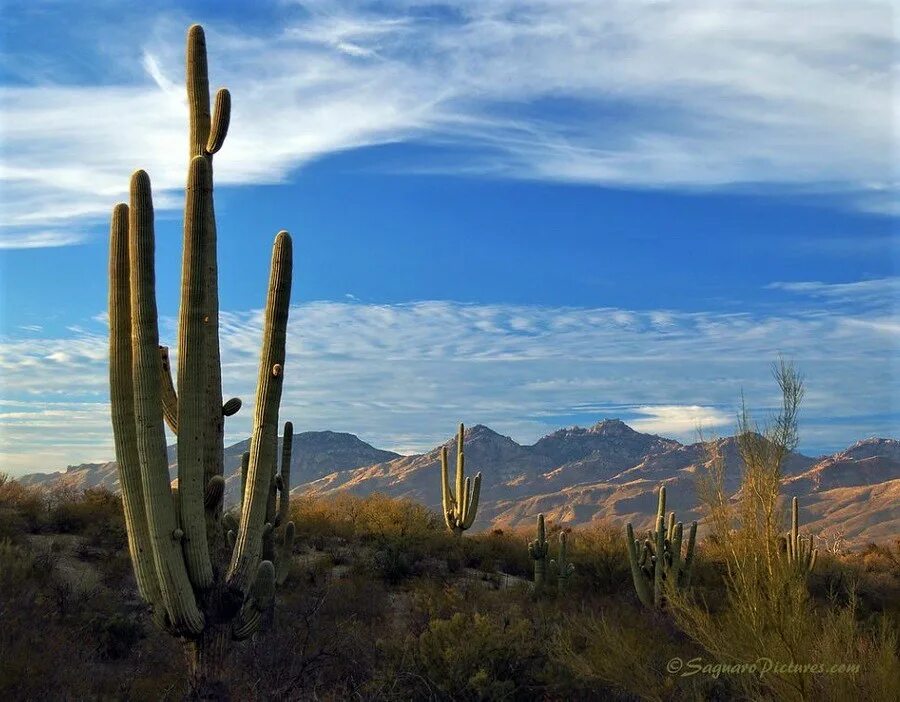 Mexican cactus. Мексика кактусы Сагуаро. Кактус цереус мексиканский. Сагуаро, цереус гигантский. Кактус Сагуаро в пустыне Сонора.