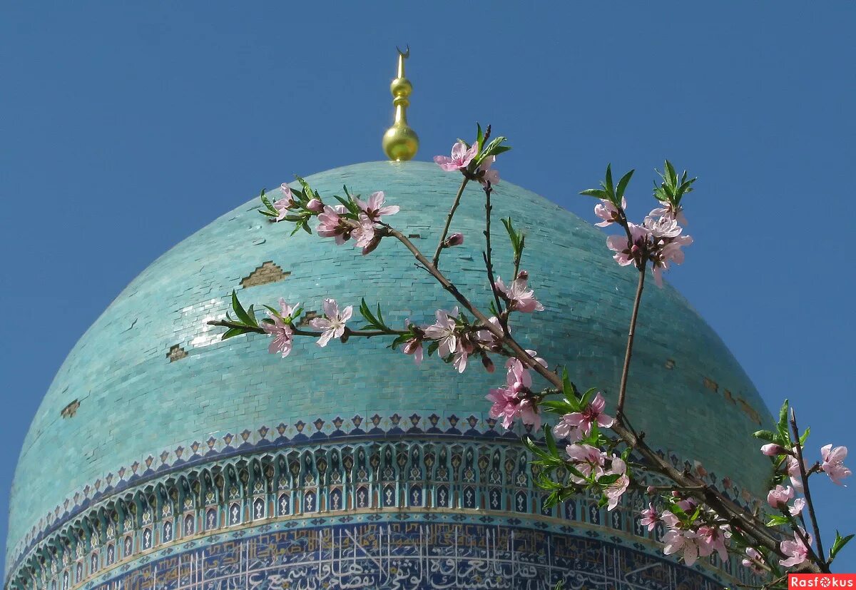 Ташкент цветет. Весенний Самарканд. Самарканд весной.