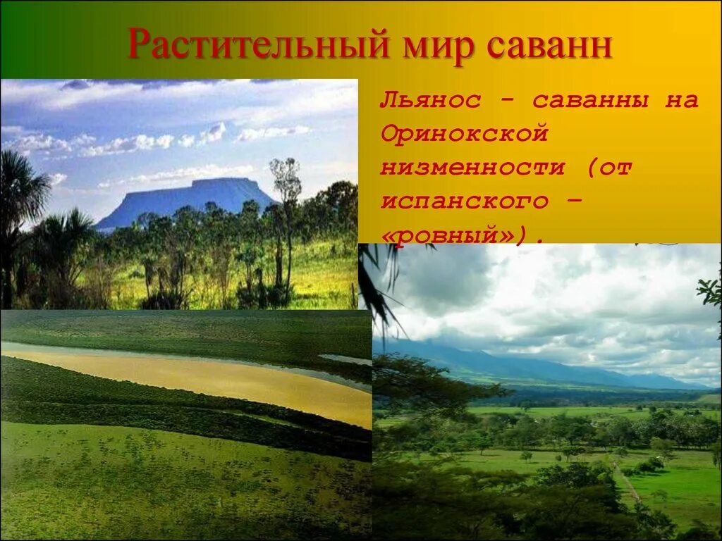 Оринокская низменность Льянос. Саванна Льянос в Южной Америке. Саванна (Льянос, Кампос). Растительность Льянос в Южной Америке.