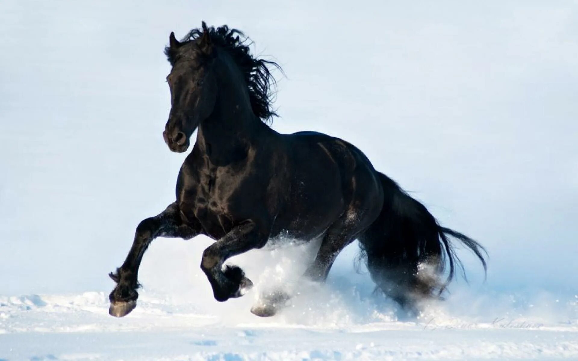 Фризы windows. Пегая Фризская лошадь. Лошадь породы Мустанг черный. Фризская порода лошадей Вороная. Фредерик Великий Фризская лошадь.