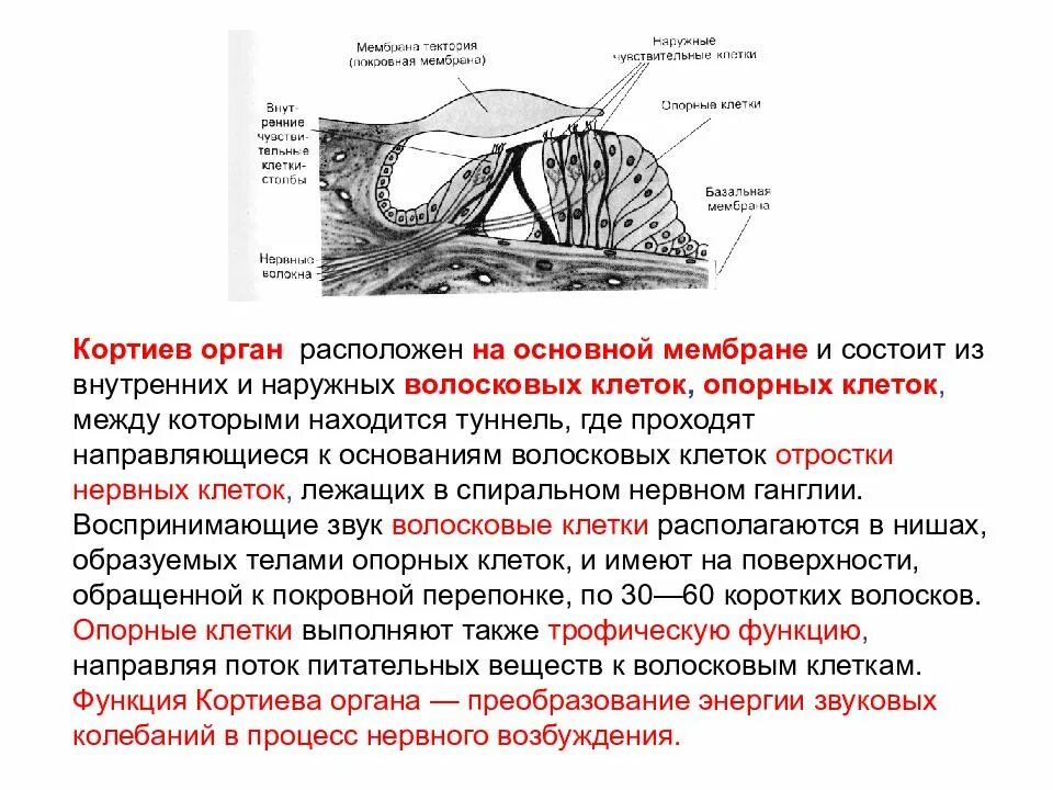 Улитка выполняет функцию. Кортиев спиральный орган строение. Строение улитки Кортиев орган. Спиральная мембрана Кортиев орган. Гистологическое строение Кортиева органа.