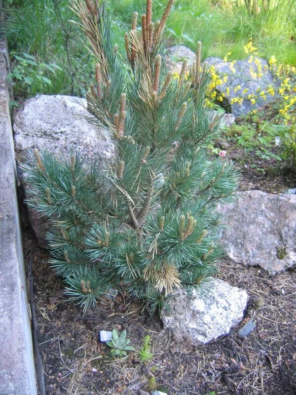 Хвойная 1. Pinus Sylvestris Chantry Blue. Сосна обыкновенная Хилсайд КРИПЕР. Сосна обыкновенная (сорт 'Filip's Blue Globe') c2.