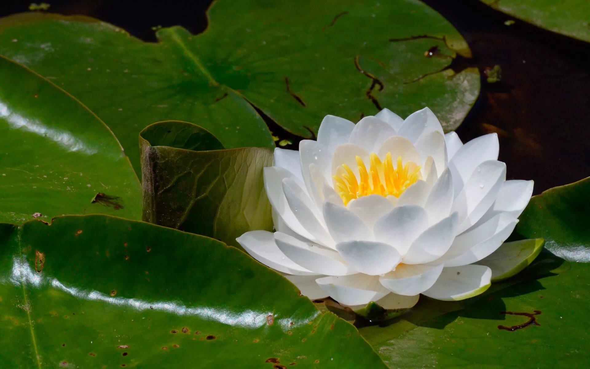 Водяная Лилия/Nymphaea. Кувшинка белая нимфея. Кувшинка белая (Nymphaea Alba). Водяная Лилия (Nymphaea Alba). Водяные лилии 2