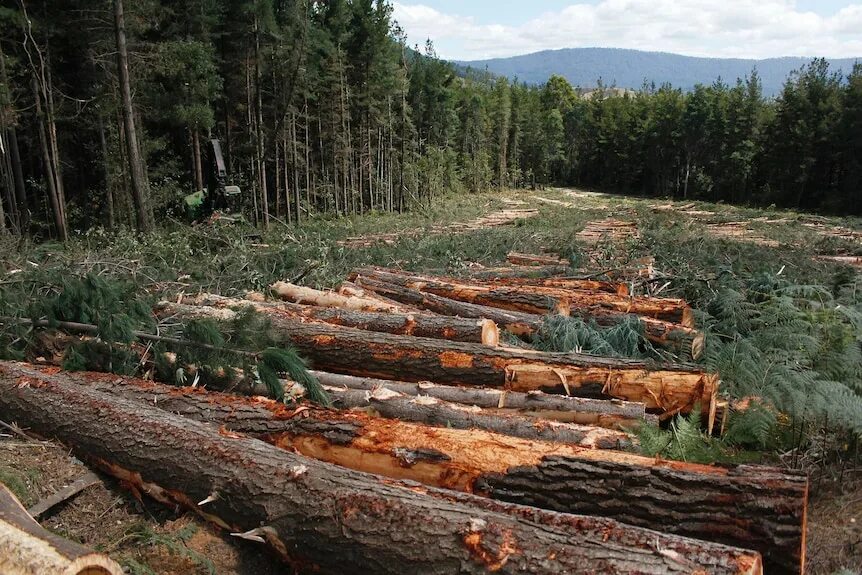 Commons logging. Вырубка лесов. Вырубка лесов в горах. Вырубка лесов на склонах. Вырубленные леса новой Зеландии.