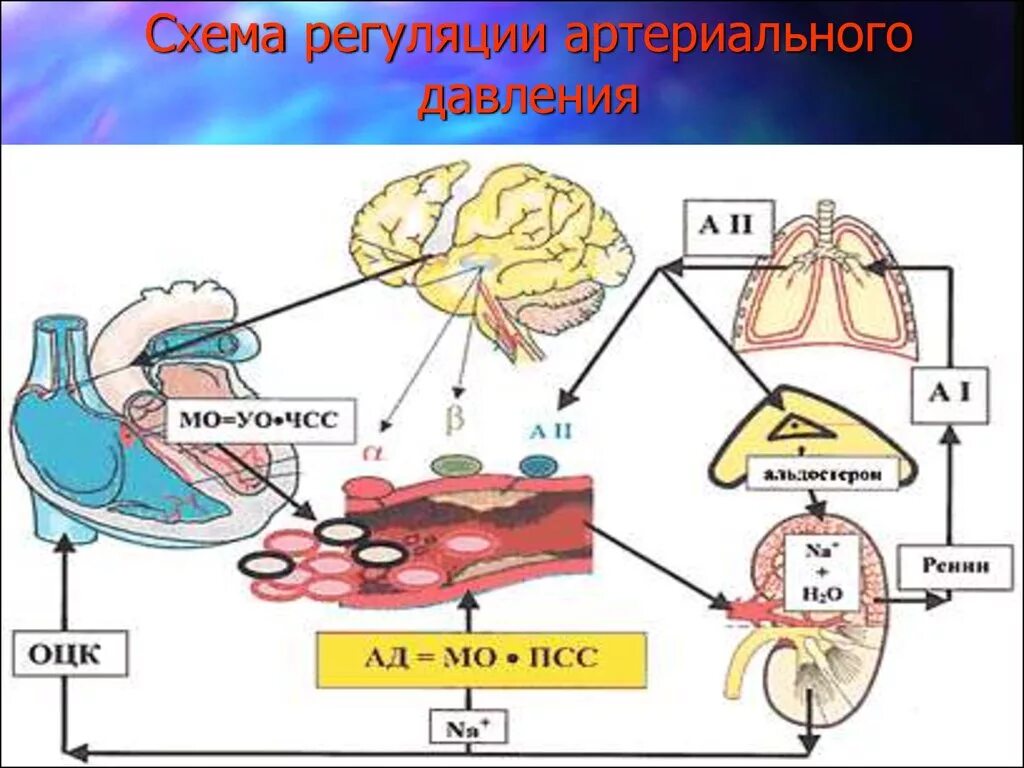 Схема артериального давления физиология. Схема функциональной регуляции артериального давления. Регуляция кровяного давления физиология. Нервно рефлекторная регуляция артериального давления. Центр регуляции кровяного давления