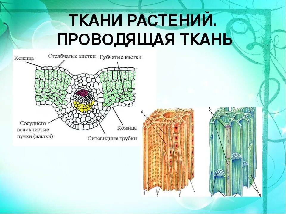 Клеточное строение проводящей ткани растения. Строение растения ткани в биологии. Клеточное строение основной ткани растений. Ткани растительной клетки 6 класс биология. Какие проводящие ткани вы знаете