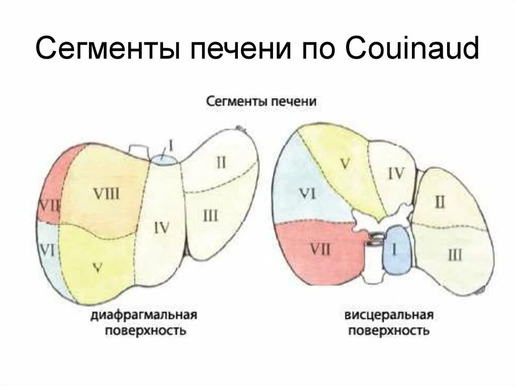 Укажите доли печени. Сегментарное строение печени на УЗИ. Сегменты печени УЗИ анатомия. 6-7 Сегмент печени. S5 сегмент печени.