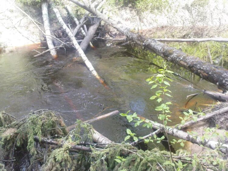 хариус в ленинградской области. перегон мга назия. мост река мга. ручей горюнец. мга - восток ленобласти.