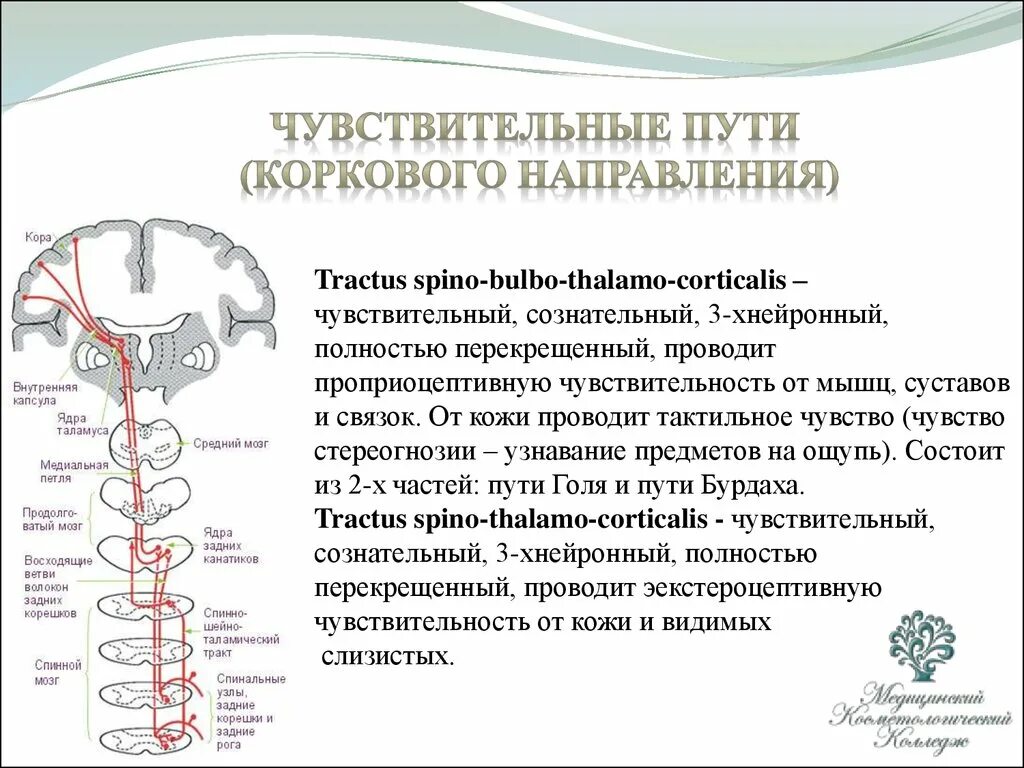 Спинно таламический путь. Проводящие пути проприоцептивной чувствительности схема. Путь проприоцептивной чувствительности коркового направления. Проводящие пути сознательного тактильного чувства и стереоагнозии. Проводящий путь коркового направления.