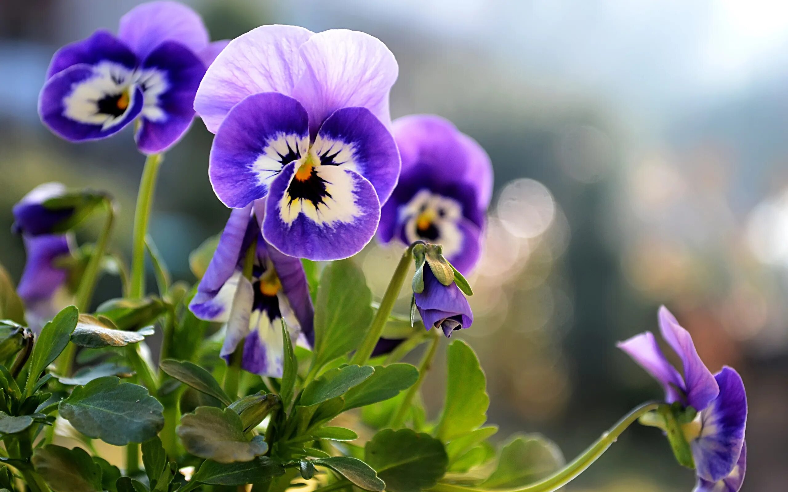 It s beautiful flower. Анютины глазки. Фиалка Виттрока. Анютины глазки Виола коричневые. Анютины глазки Фаберже.