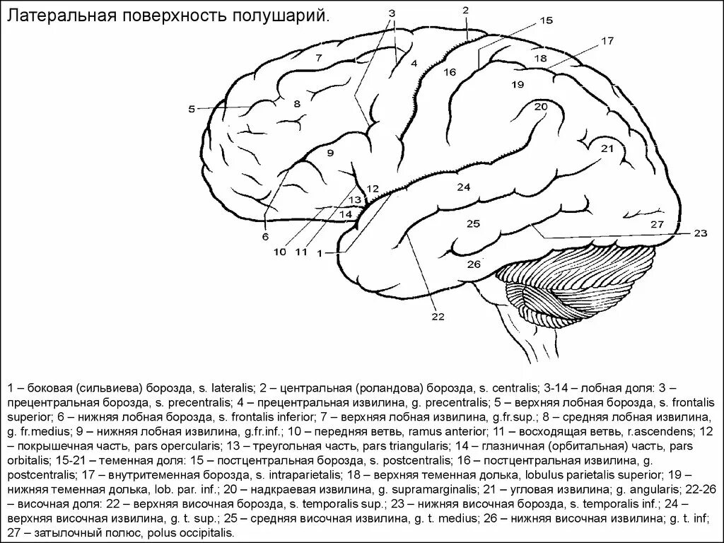 Поверхности коры больших полушарий. Сильвиева борозда головного мозга. Латеральная поверхность коры больших полушарий. Борозды и извилины коры больших полушарий схема.