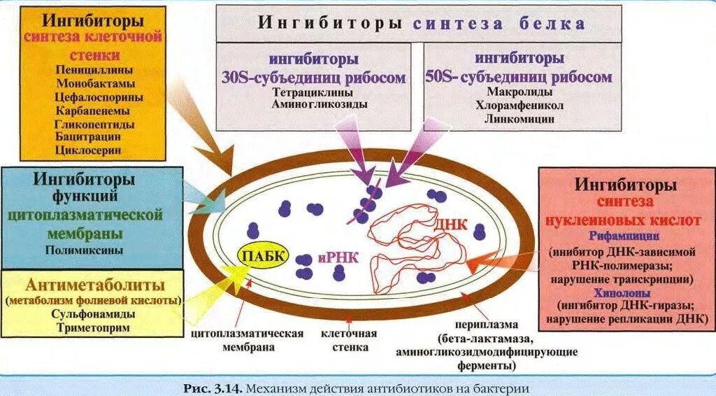 Основные компоненты клетки. Роль белков в организме химия. Фосфолипиды клеточной мембраны строение. Структура белка в организме человека. Клетка для белки.