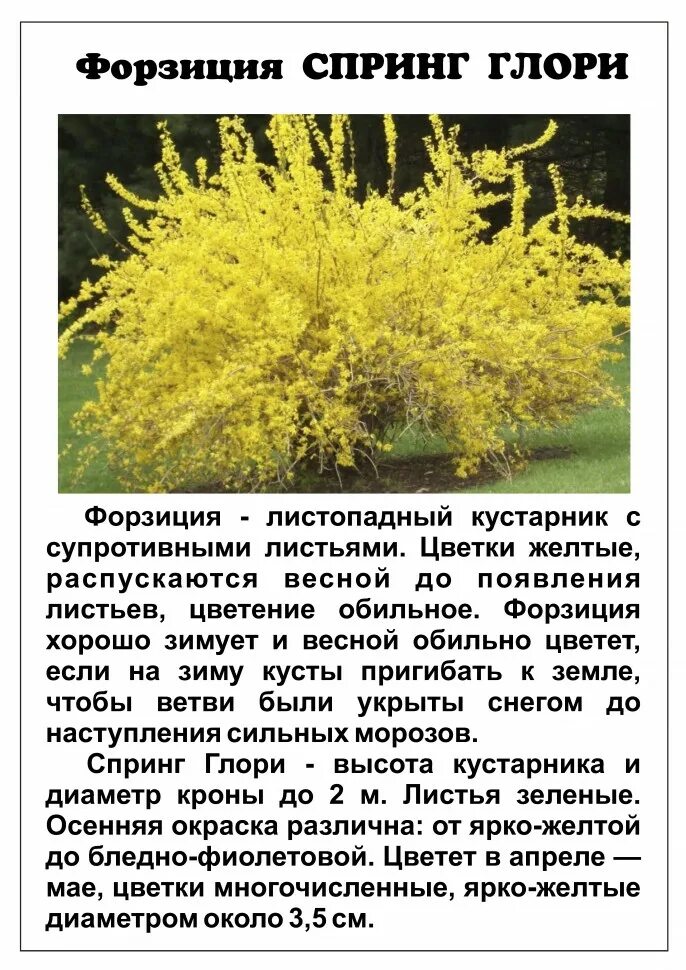Выращивание форзиции в открытом грунте