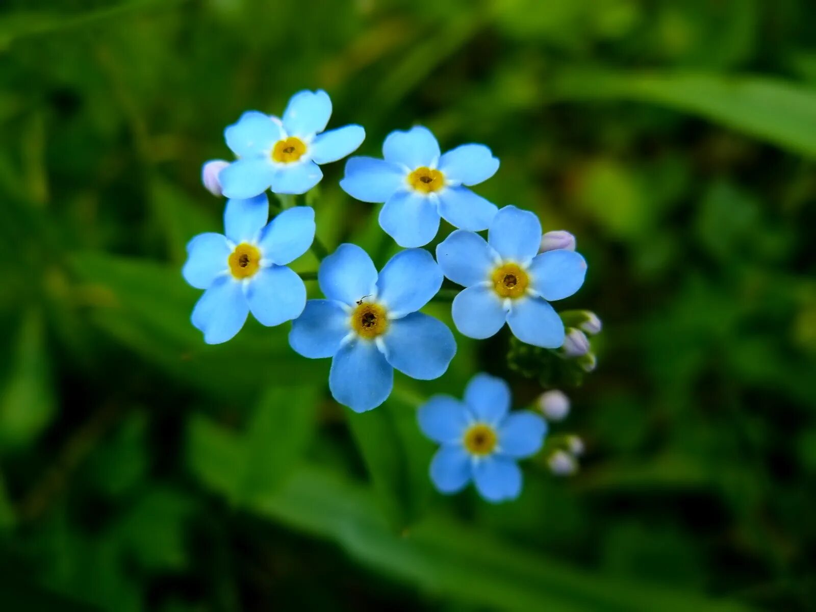 Незабудка дернистая. Myosotis cespitosa. Незабудка дернистая гербарий. Миосотис Незабудка. Незабудка отдых