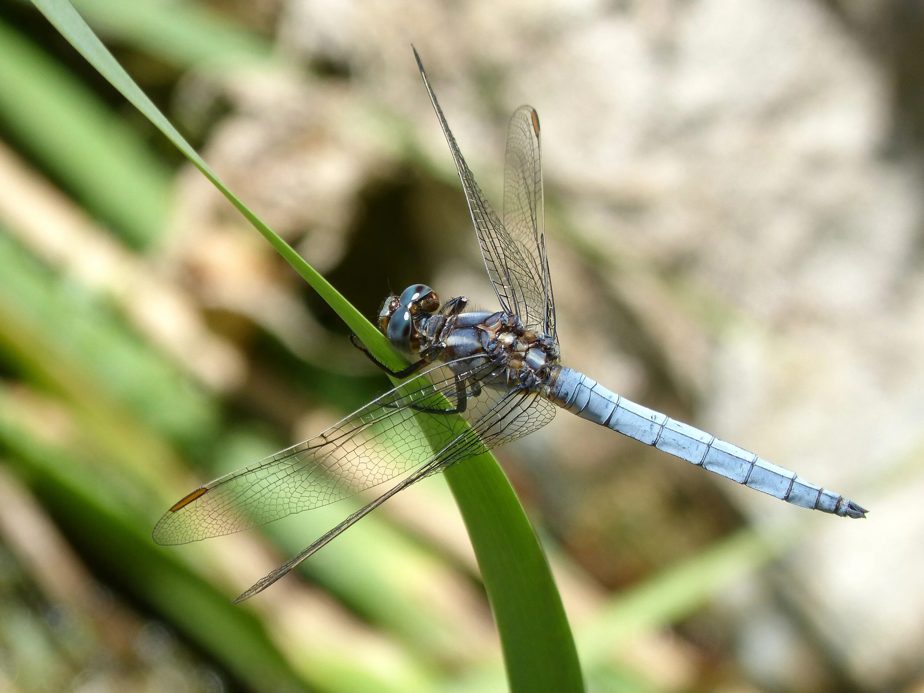 Раненая стрекоза. Orthetrum cancellatum. Стрекоза Ортетрум златоглазый. Голубая Стрекоза Orthetrum. Стрекоза Болотная.