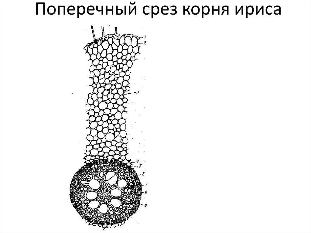 Микрофотография среза корень. Поперечный разрез корня ириса. Первичное строение корня ириса германского. Внутреннее строение корня первичное. Рисунок поперечного среза корня ириса.