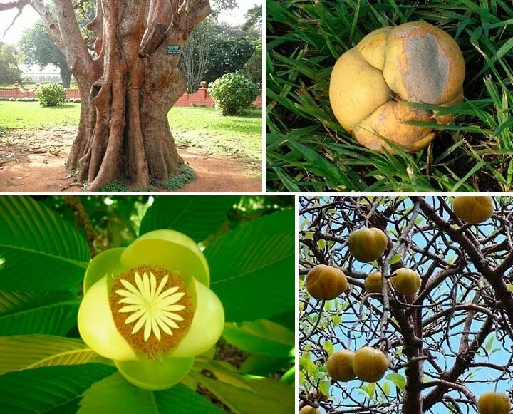 Elephant apple. Дилления индийская. Дилления Андаманская. Dillenia Indica, Дилления индийская, Чалта.. Слоновое яблоко фрукт.