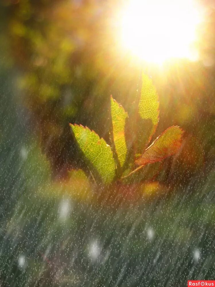 дождь. дождик и солнце. раннее утро. солнце в ненастный день на мгновение выглядывает. дождь летом.