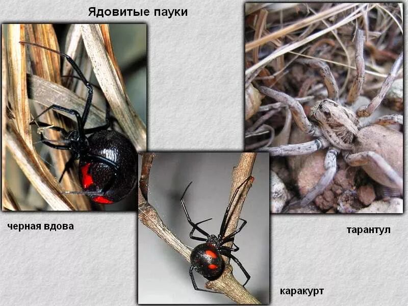 Наука изучающая пауков называется. Название пауков. пауки ядовитые пауки. список ядовитых пауков. название ядовитых пауков.