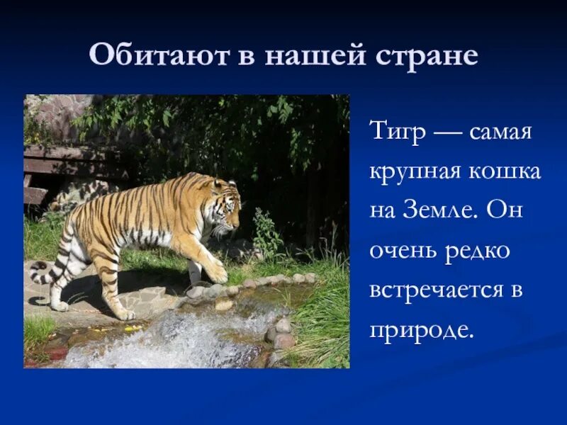 Окружающий мир про животных 1 класс. Окружающий мир. В зоопарке. Тигр самая крупная кошка на земле. Тигр доклад 1 класс. Доклад о животных зоопарка.