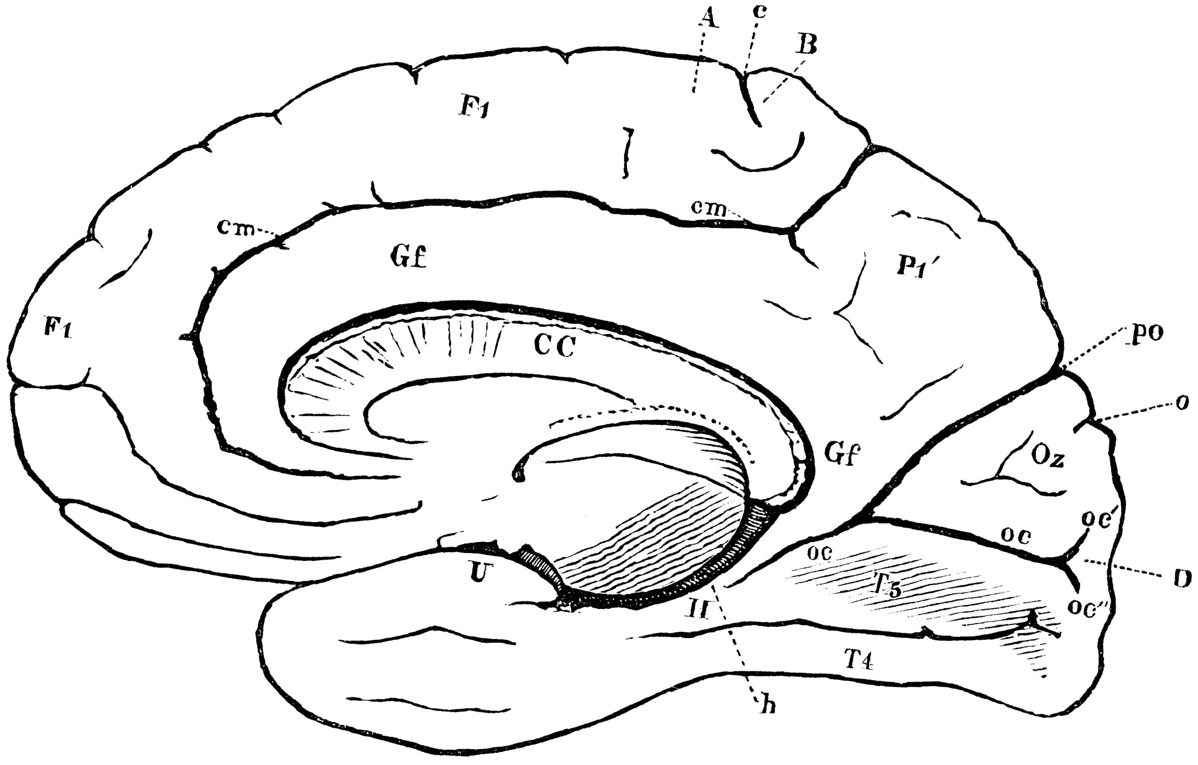 Brain 49. Gyrus Fornicatus - сводчатая извилина. Gyrus parahippocampalis анатомия. Gyrus Fornicatus. Гиппокамп.