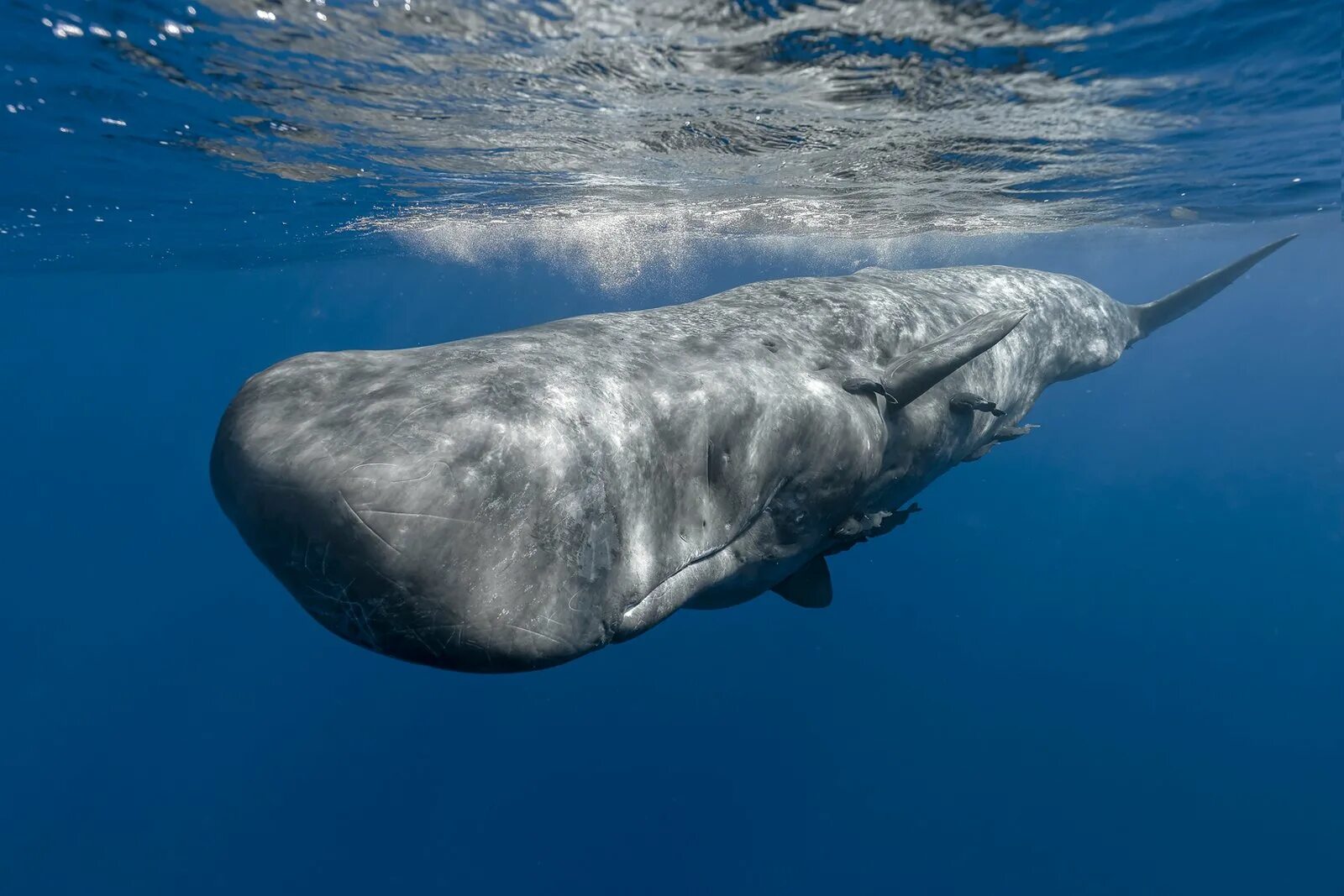 китообразные кашалот. кашалот китообразные. карликовый кашалот. белый кит убийца кашалот. кит кашалот.
