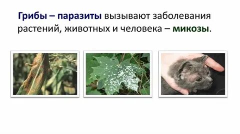 Грибы паразиты растений и животных
