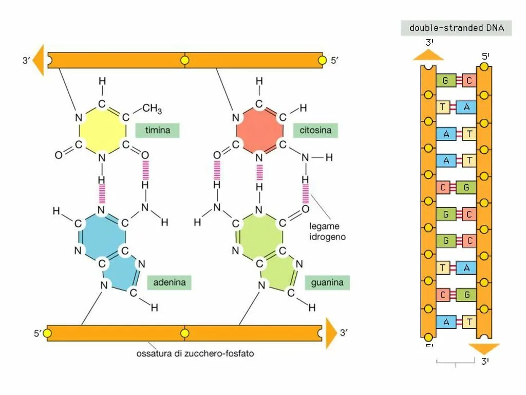 ДНК РНК АТФ. Биология РНК ДНК АТФ. ДНК РНК АТФ схема. DNA hydrogen Bonds.