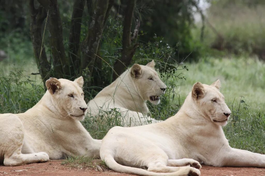 Белый лев надеждинский район. Прайд белых Львов. Африканский белый Лев. Белый Лев фото. Белый Лев вымирающий вид.