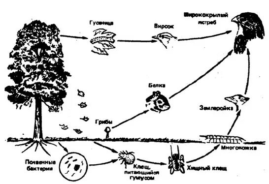 Пастбищная цепь питания схема. Пастбищная цепь питания в еловом лесу. Пастбищную пищевая цепь для соснового леса. Пищевая цепочка леса схема. Цепь питания березы