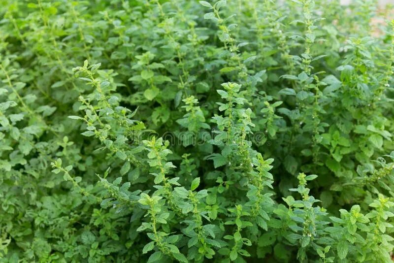 Кусты мяты. Мята перечная куст. мята кустарниковая. мята растет. кустик мяты.