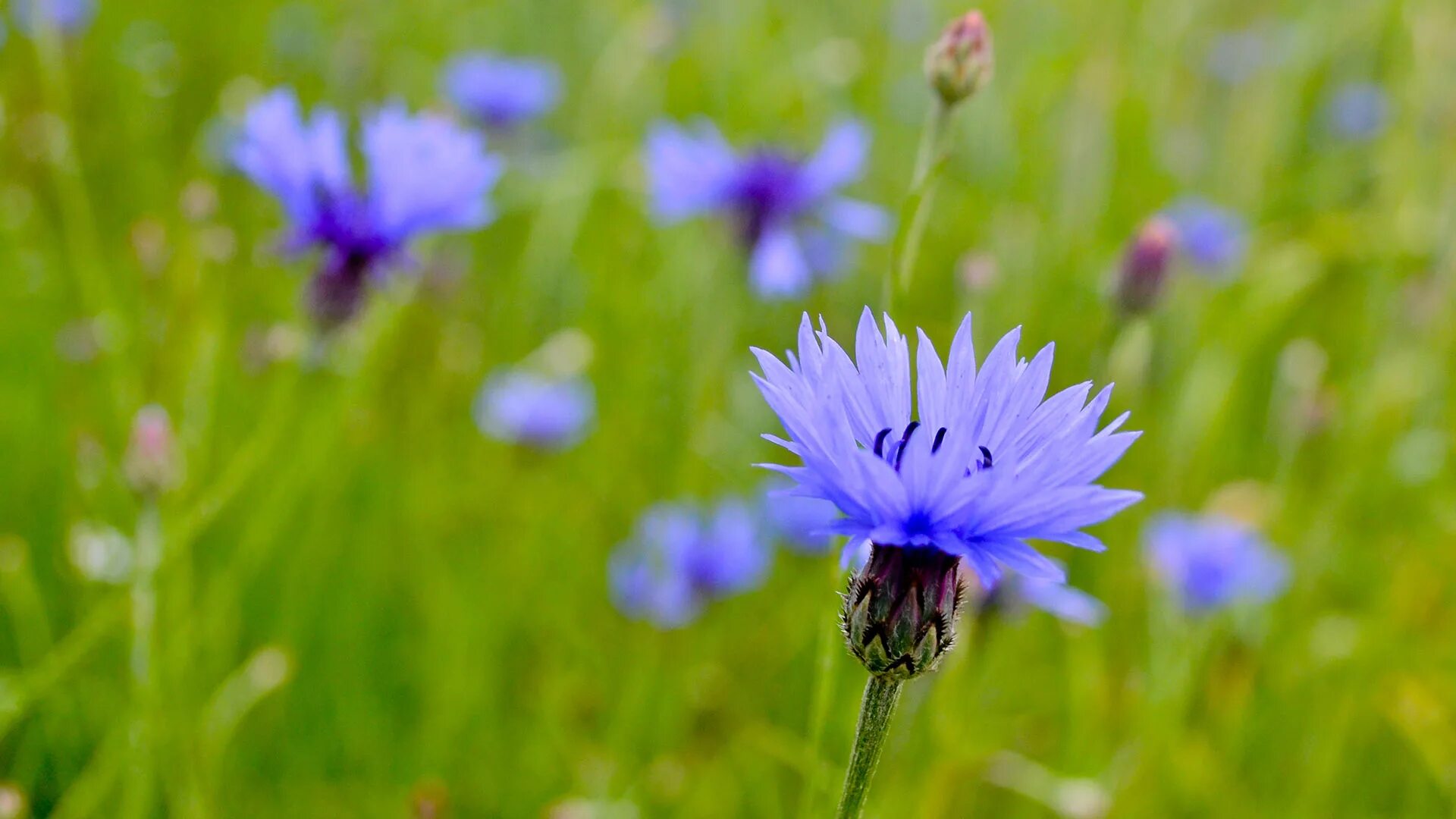 Васильки клипы. Василёк Луговой. Василек полевой Centaurea cyanus. Растения Луга Василек. Мак полевой Василек.