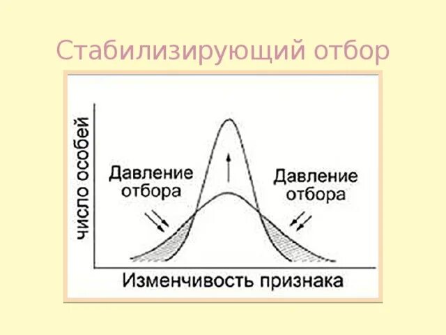 Среднее значение признака стабилизирующей формы отбора. Стабилизирующий отбор. схема действия стабилизирующего отбора. стабилизирующий отбор рисунок. стабилизирующая форма естественного отбора рисунок.