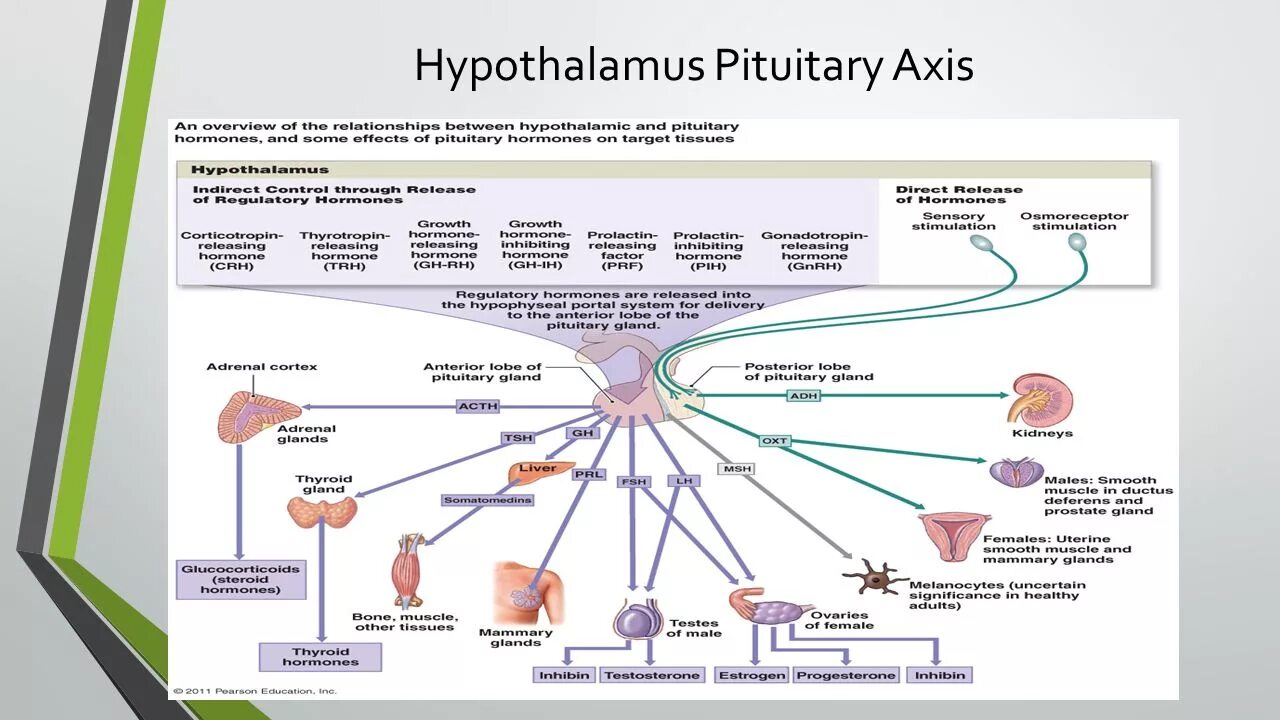 Гипоталамус содержит центры голода и жажды. Hypothalamus Hormones. Hypothalamus functions. Гипоталамус функции. Гормоны гипоталамуса таблица.