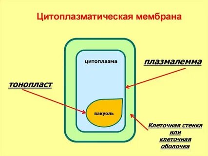 Клеточная оболочка стенка строение и функции