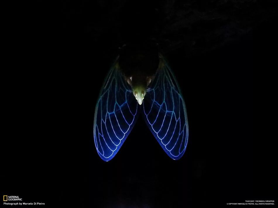 Цикада и саранча. Личинка цикады. Цикады ночью. Кокон цикады. Нимфа цикады.