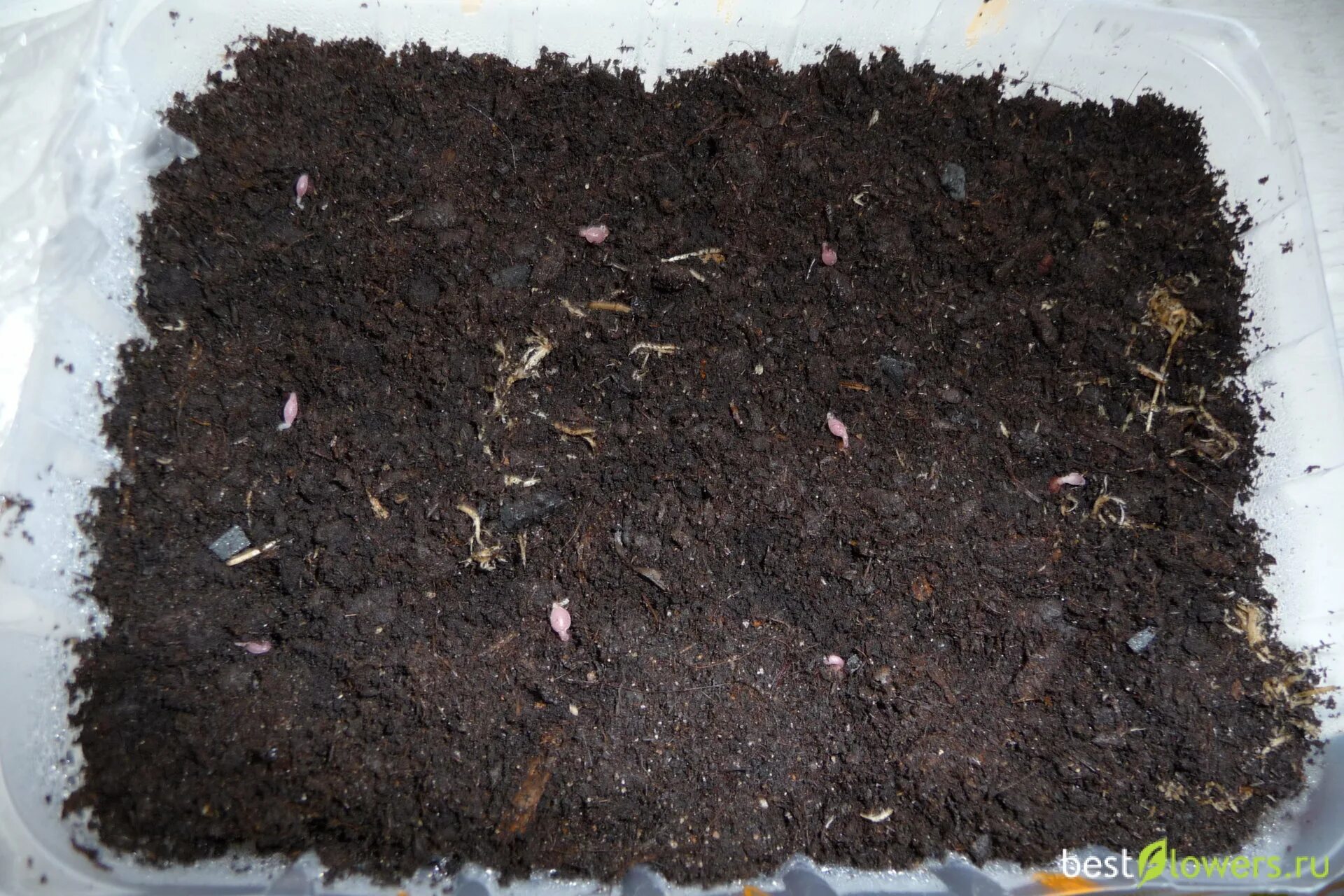cyclamen seeds Cyclamen persicum Last Autumn I picked up some seeds of my only .