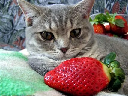 Кошка ест фрукты