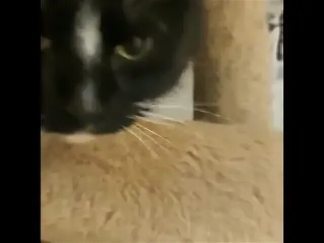 Слышь щенок