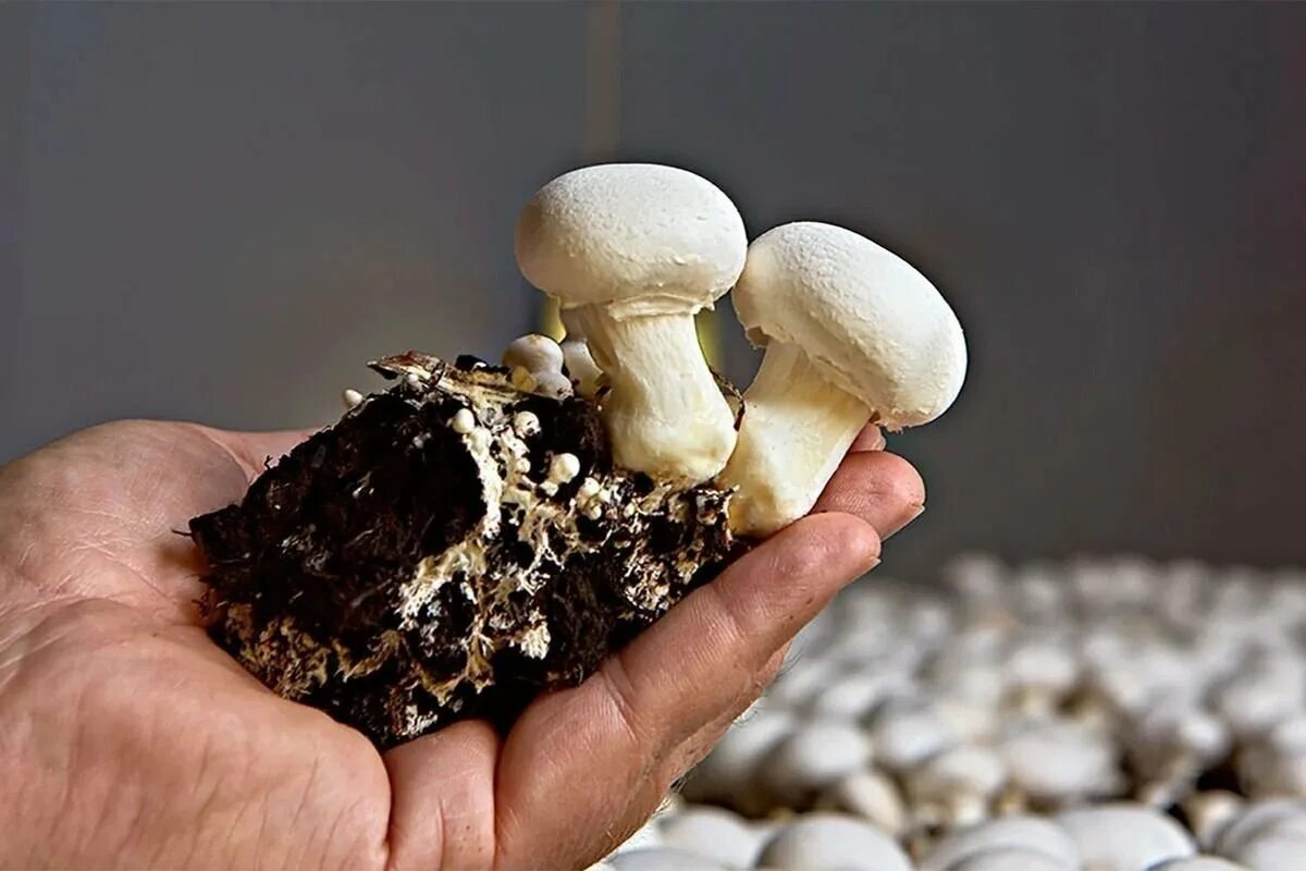 Грибница шампиньонов. Мицелий гриб шампинион. Культивируемые грибы шампиньоны. Шампиньоны растут. Домашний гриб купить
