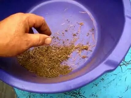 Как получить семена моркови