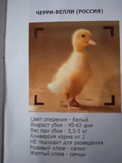 Черри утка описание отзывы