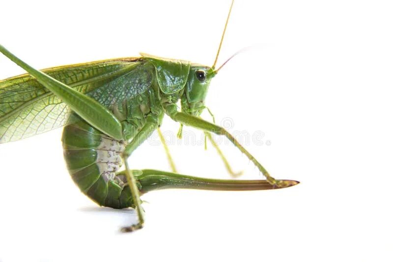 Большой зеленый кузнечик с жалом. Кузнечик tettigonia viridissima. Саранча с жалом. Маленькие зеленые кузнечики в парнике. Большой кузнечик с хвостом.
